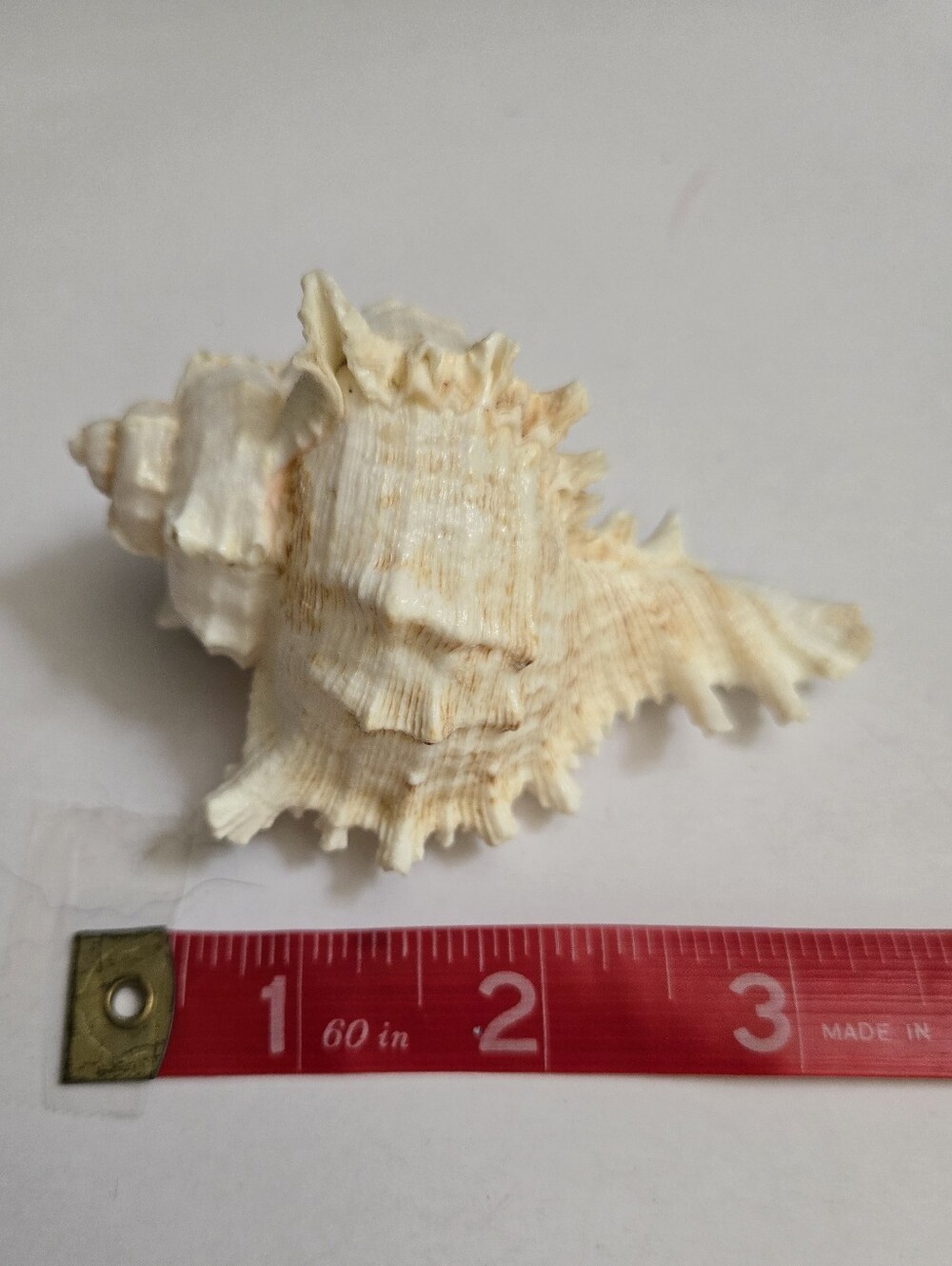 Set /3 Sea Shells - Picture 10 of 16